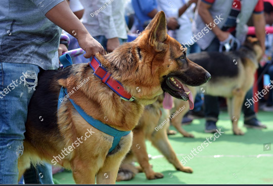 Dog-training-events1